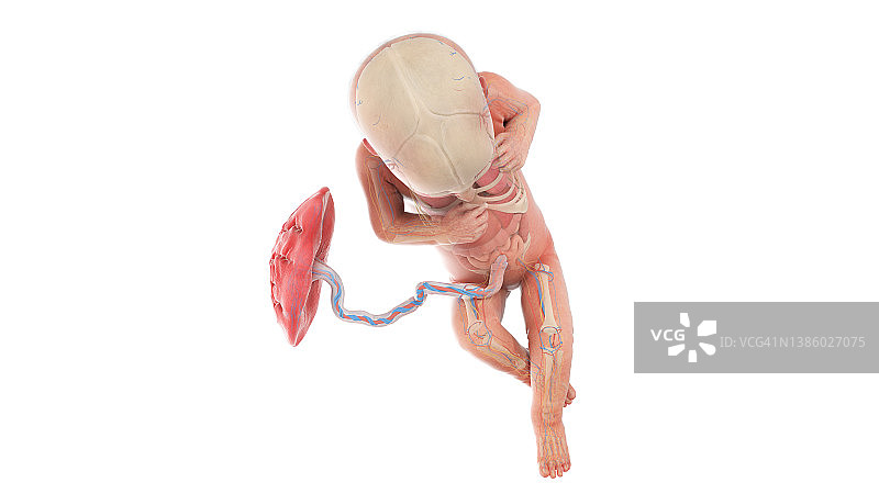 32周的人类胎儿解剖结构插图图片素材