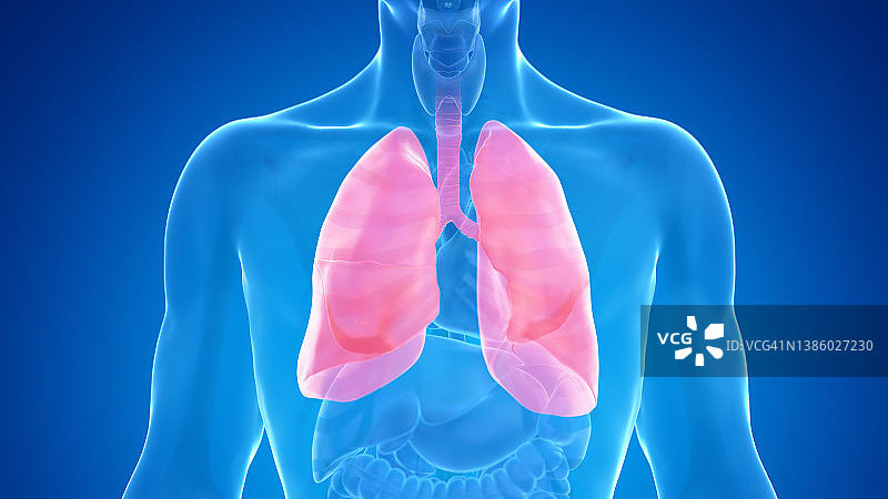 人类肺部插图图片素材