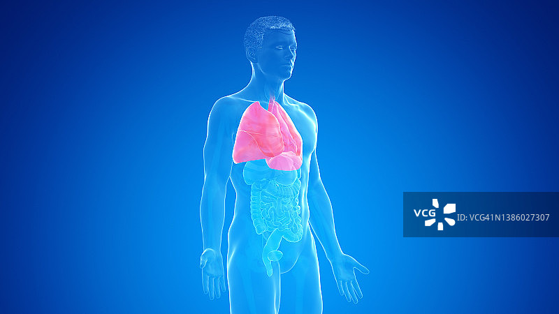 人类肺部插图图片素材