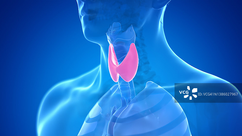 人类甲状腺插图图片素材