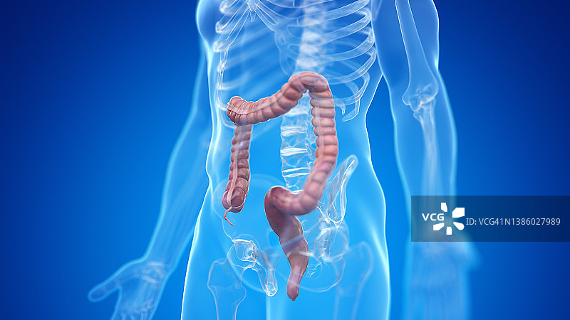 人类结肠图图片素材