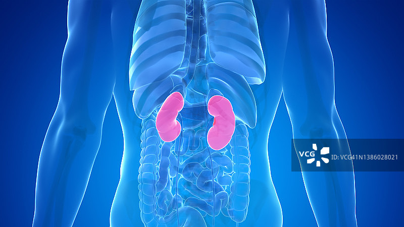 人体肾脏图图片素材