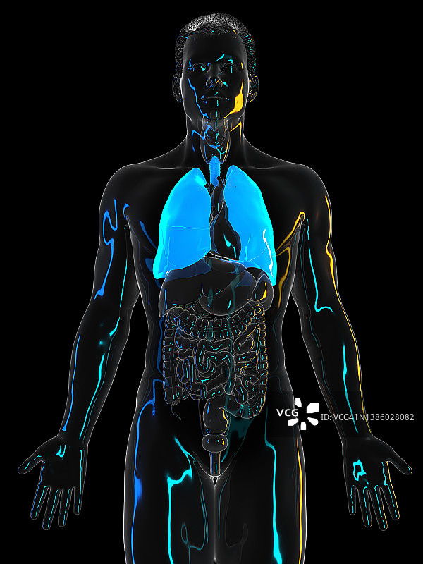 人类肺部插图图片素材
