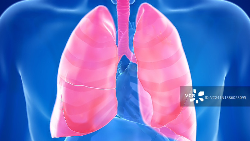 人类肺部插图图片素材