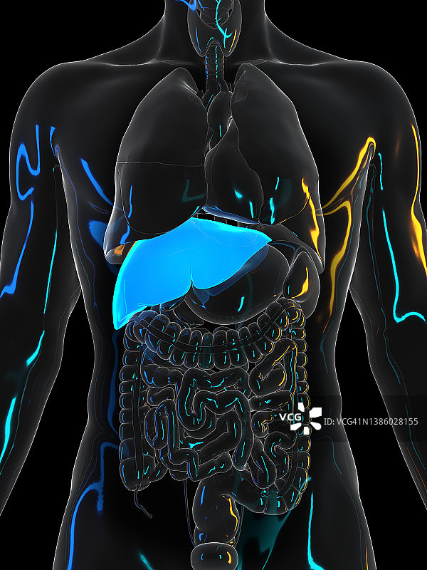 人类的肝脏、插图图片素材