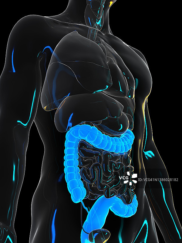 人类结肠图图片素材