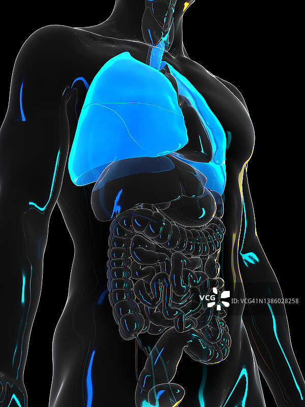 人类肺部插图图片素材