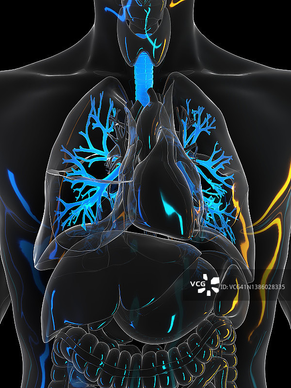 人类支气管结构图图片素材