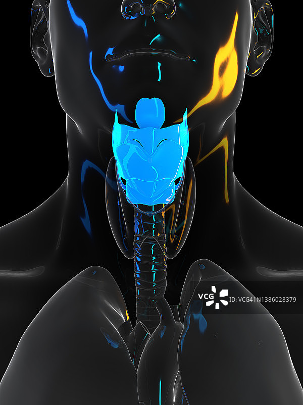 人类喉部图示图片素材