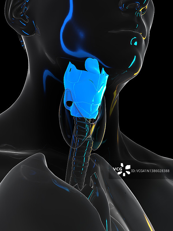 人类喉部图示图片素材