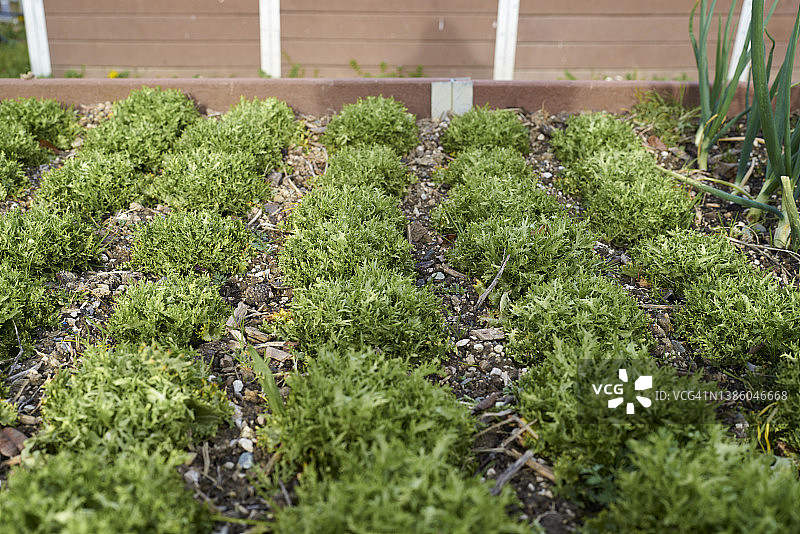 香草园：在新鲜蔬菜园土中生长的幼苗，可持续的生活方式图片素材