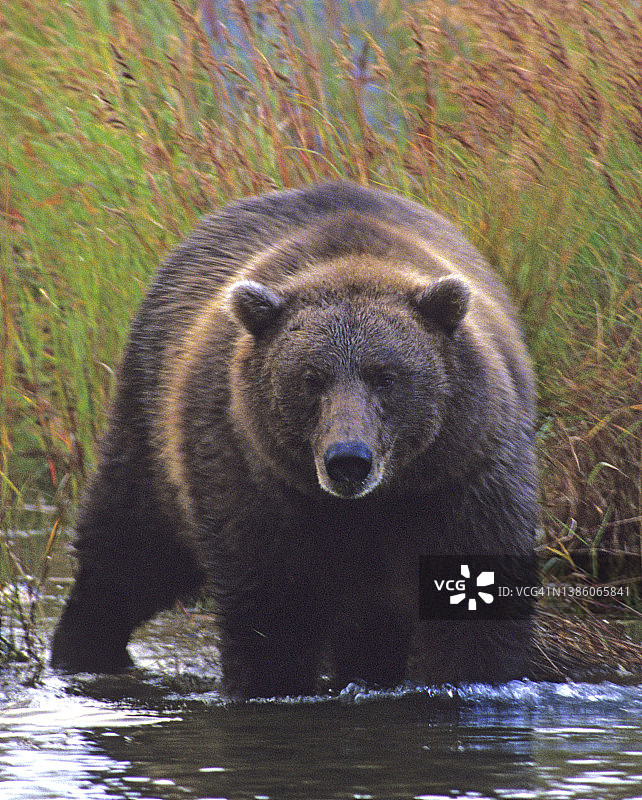 阿拉斯加卡特迈国家公园布鲁克斯河的棕熊图片素材