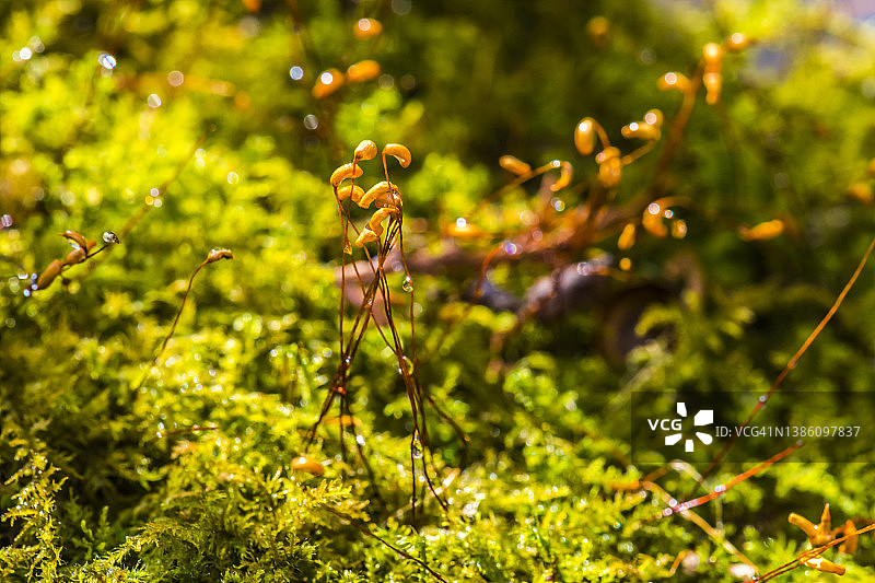 阳光下的苔藓孢子体图片素材
