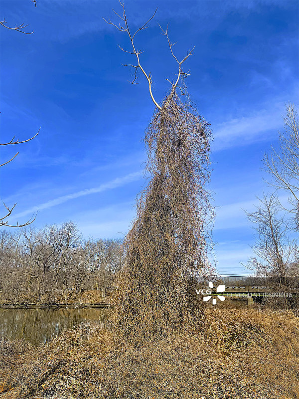 攀爬在树上的葡萄藤图片素材