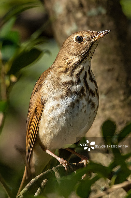 栖息在树枝上的隐士鸫图片素材