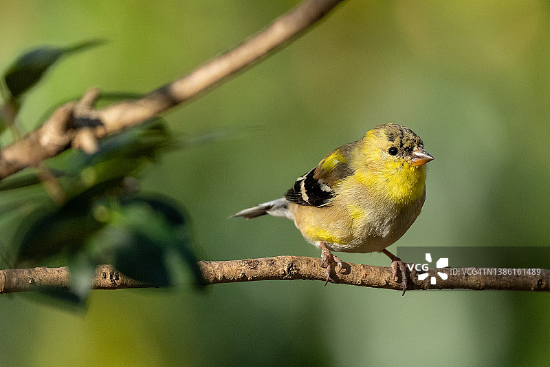 向春天过渡的金翅雀图片素材