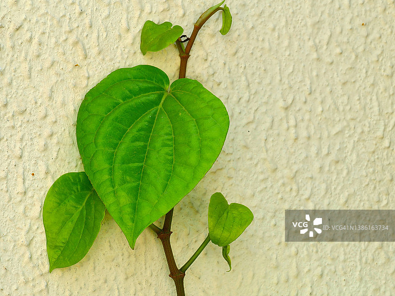 蒌叶植物图片素材