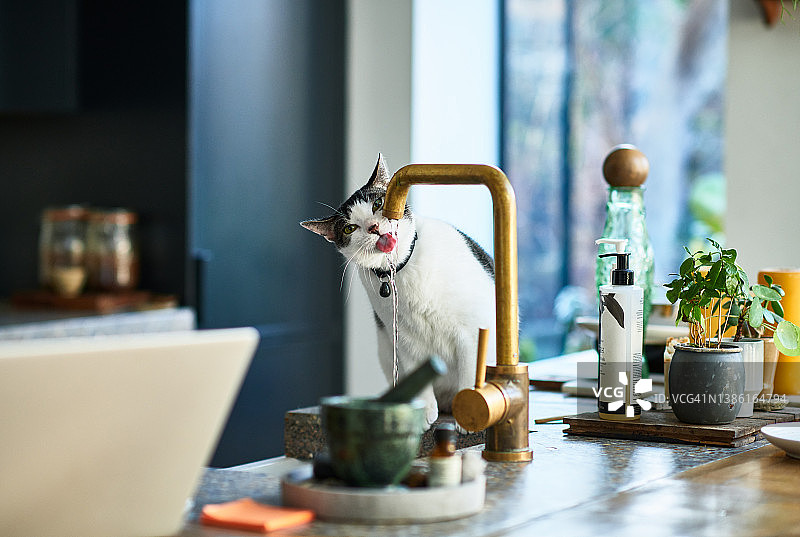 家猫直接饮用厨房水龙头中的自来水图片素材