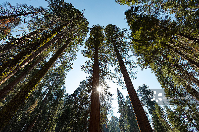 美国西南部旅行：加利福尼亚州红杉国家公园森林图片素材