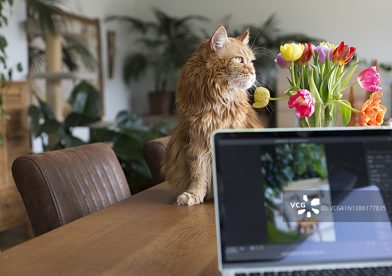居家办公：笔记本电脑和家猫在木桌上。图片素材