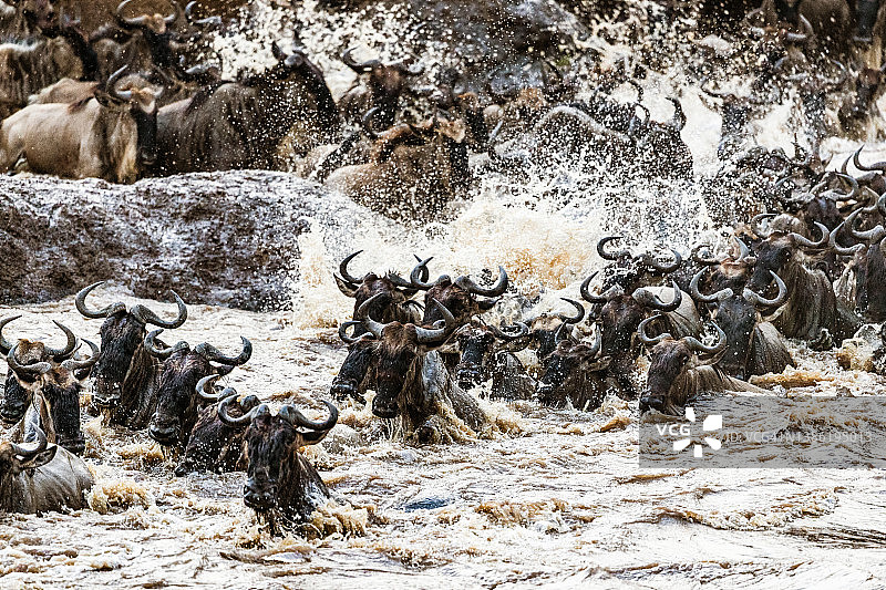 马赛马拉的牛羚大迁徙图片素材