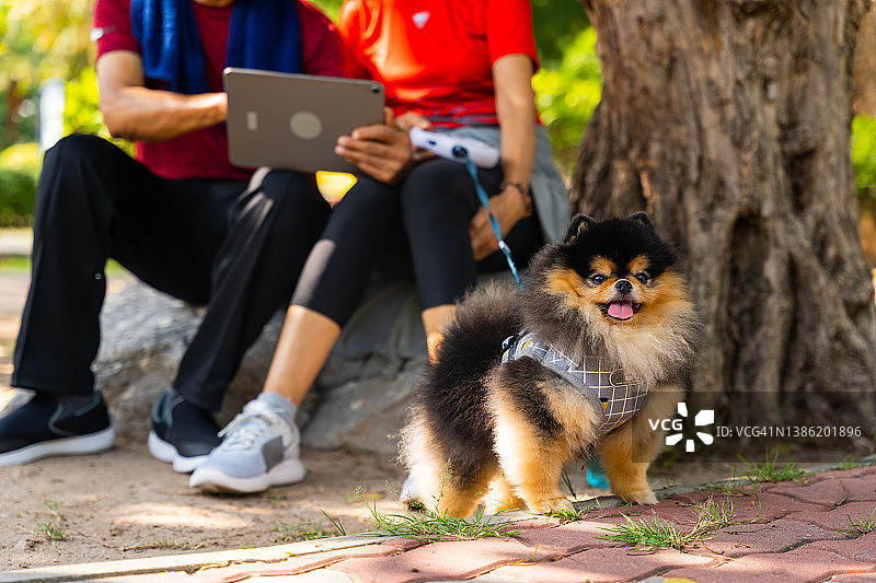 博美犬肖像图片素材