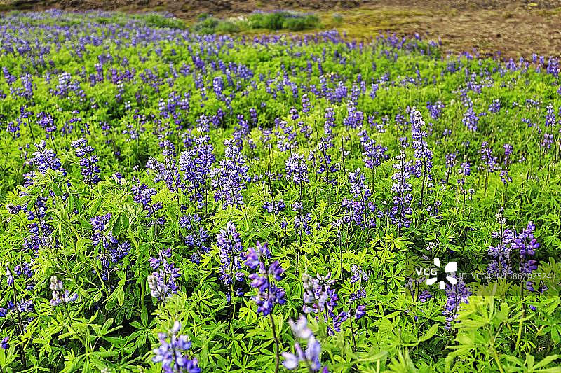 冰岛雷克雅内斯半岛夏季火山景观中的蓝色鲁冰花图片素材