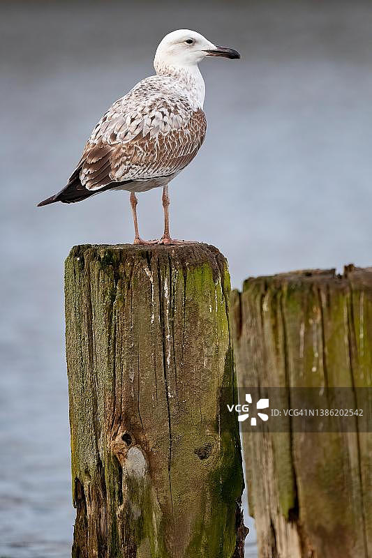 一只年轻的里海银鸥，摄于德国博楚姆图片素材