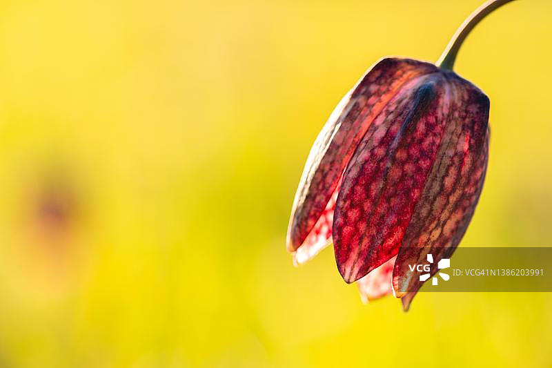 阳光下的蛇头贝母，瑞士纳沙泰尔图片素材