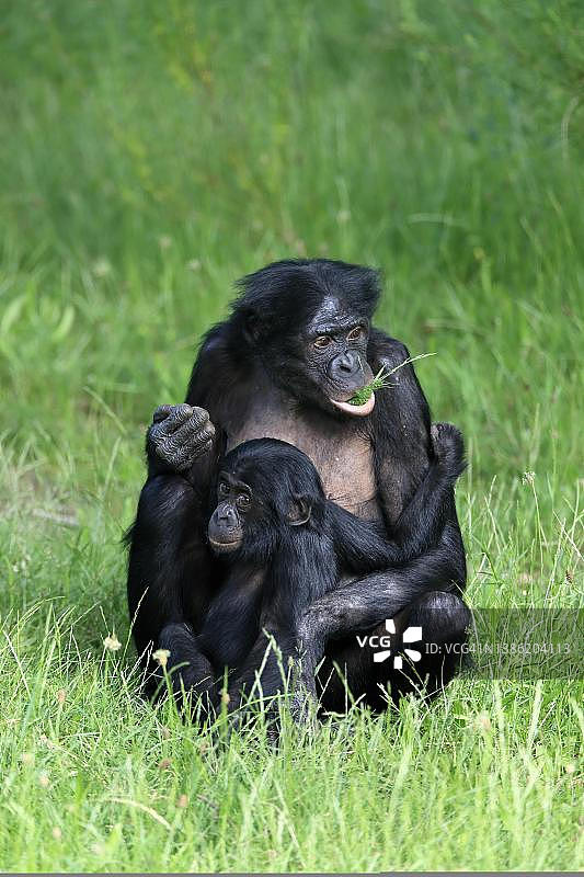 倭黑猩猩,成年雌性,母子,喂食,幼崽,受保护,社会行为,地上,坐着,圈养,刚果图片素材