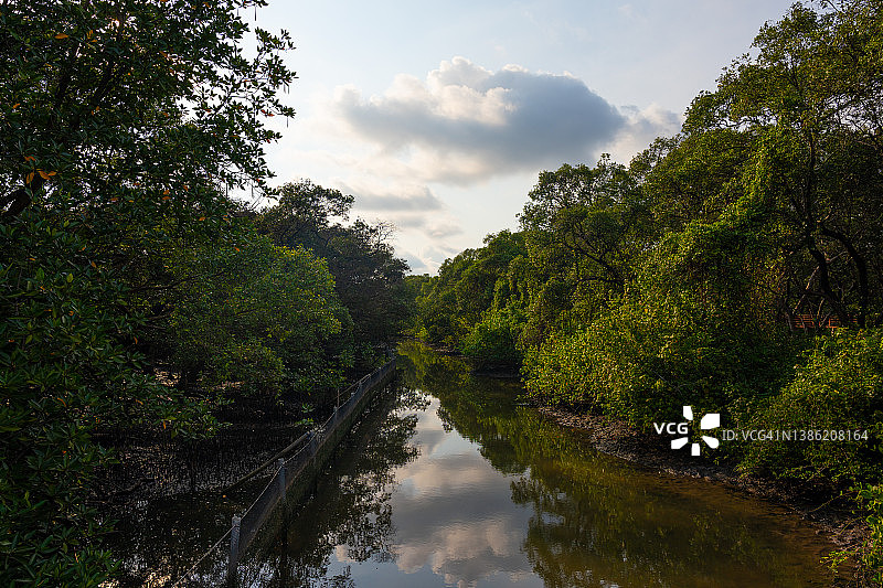 红树林图片素材