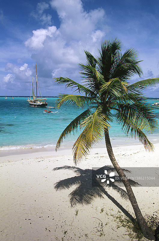 热带海滩上的倾斜棕榈树图片素材