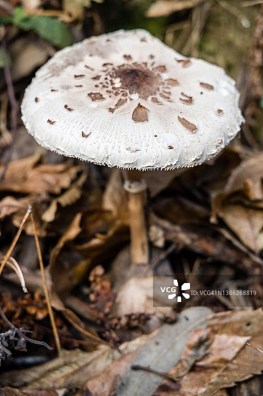 巨大口蘑图片素材