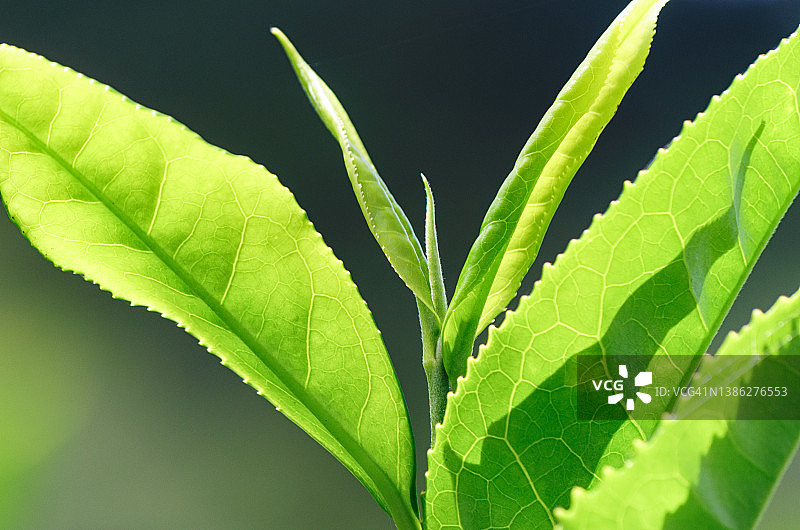 新鲜茶叶植物微距特写图片素材