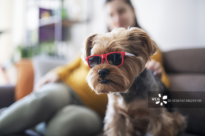 戴着太阳镜的可爱狗狗的肖像图片素材