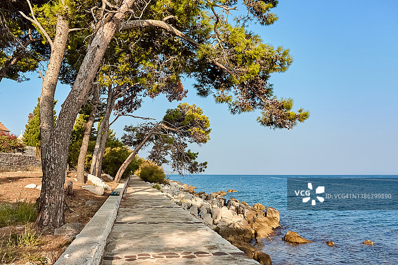 克罗地亚布拉奇岛苏佩塔尔，沿着亚得里亚海的人行道旁生长的松树图片素材