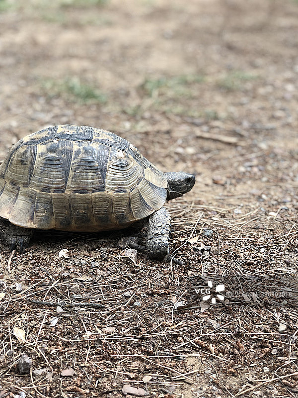 森林草地上乌龟的特写图片素材
