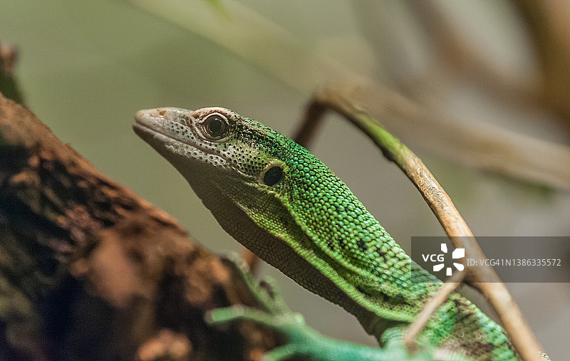 绿树巨蜥栖息在树枝上图片素材