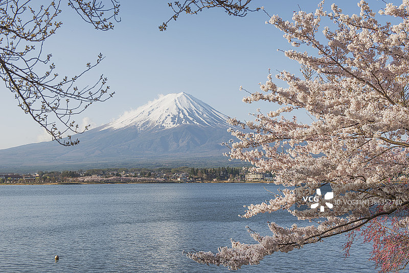 春季日本河口湖的富士山和粉色樱花枝图片素材