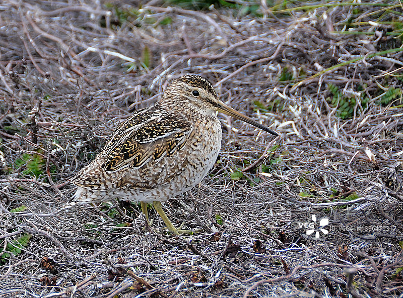 麦哲伦扇尾沙锥图片素材