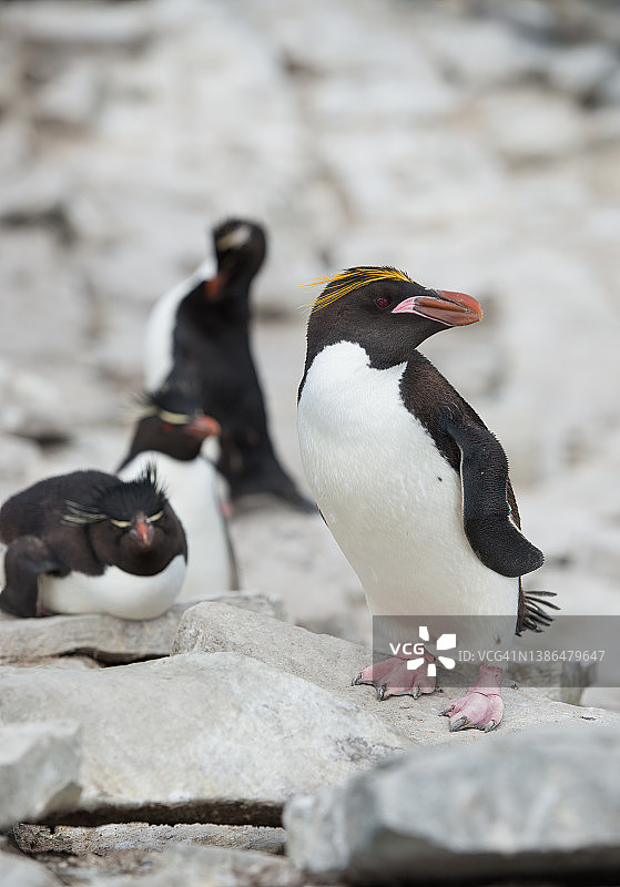 跳岩企鹅图片素材