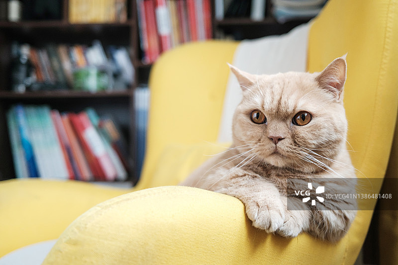 可爱的猫咪盯着镜头后面的人们看图片素材