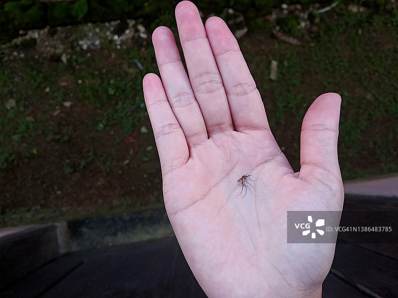 手上的死蚊子图片素材