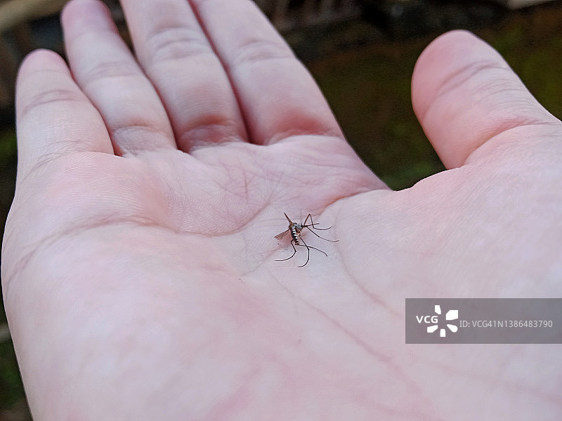 手上的死蚊子图片素材