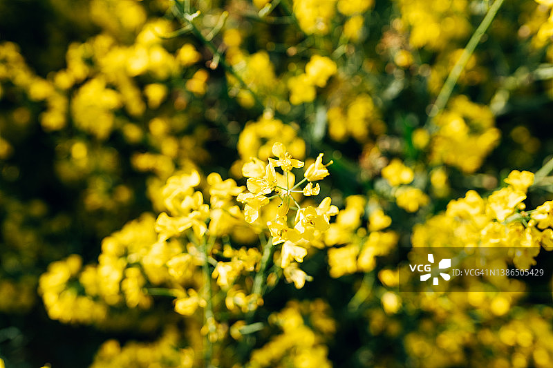 油菜籽田特写图片素材