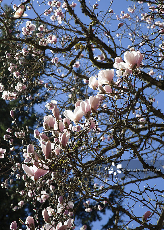 波特兰霍伊特植物园的玉兰花图片素材