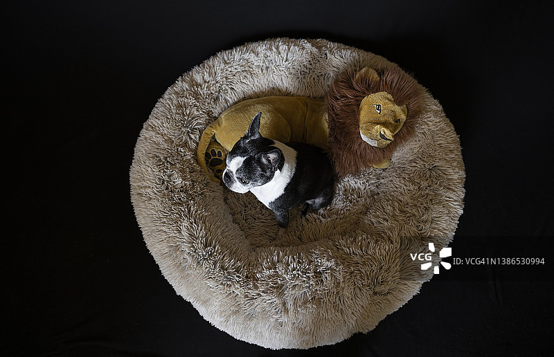 波士顿梗犬坐在柔软的床上，怀抱狮子玩具图片素材
