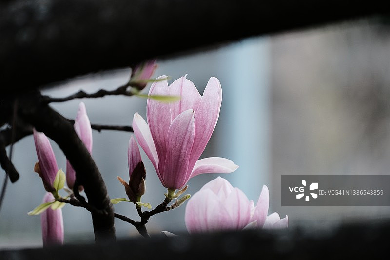 牡丹盛开图片素材