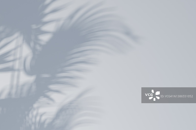 灰色墙壁上植物的模糊阴影图片素材