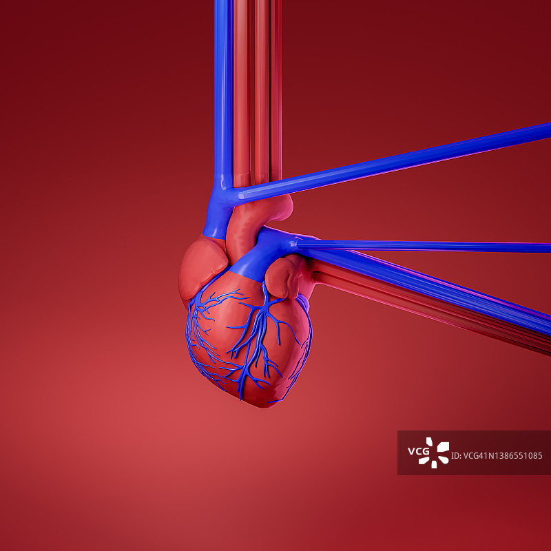 人的心脏有彩色血管图片素材